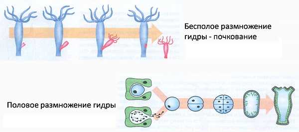 Кракен это даркнет